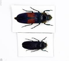 Attēlu rezultāti vaicājumam “Buprestidae”
