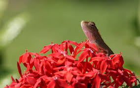 Attēlu rezultāti vaicājumam “Cephalanthera rubra leaf”