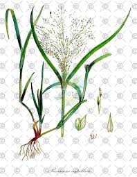 Attēlu rezultāti vaicājumam “Nardus stricta fruit”