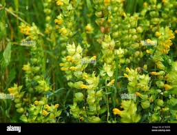 Attēlu rezultāti vaicājumam “Rhinanthus serotinus leaf”