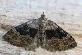 Attēlu rezultāti vaicājumam “Xanthorhoe quadrifasiata”