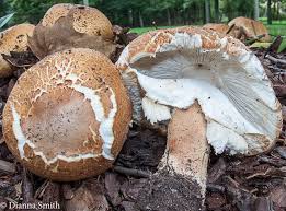 Attēlu rezultāti vaicājumam “Lycogala asperum”