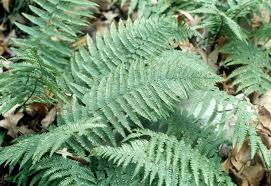 Attēlu rezultāti vaicājumam “Dryopteris filix-mas”