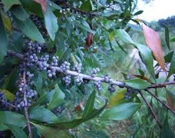 Attēlu rezultāti vaicājumam “Myrica gale fruit”