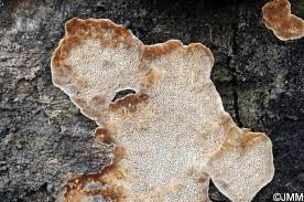 Attēlu rezultāti vaicājumam “Antrodia macra”