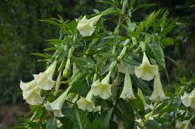 Image result for beladona