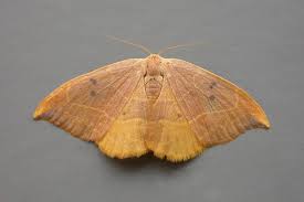 Attēlu rezultāti vaicājumam “Watsonalla binaria”