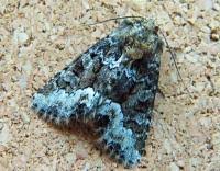 Attēlu rezultāti vaicājumam “Oligia sp.”