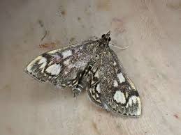 Attēlu rezultāti vaicājumam “Anania stachydalis”