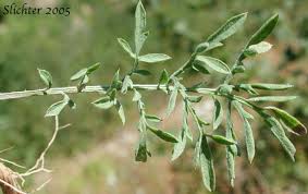 Attēlu rezultāti vaicājumam “Centaurea stoebe”