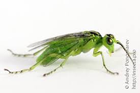 Attēlu rezultāti vaicājumam “Rhogogaster picta”