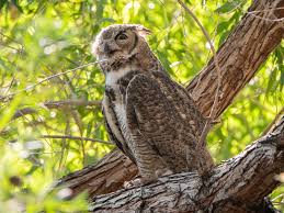 Attēlu rezultāti vaicājumam “Strigiformes”