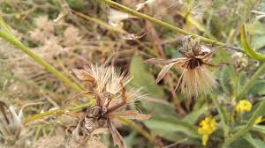 Attēlu rezultāti vaicājumam “Hieracium murorum bud”
