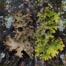 Attēlu rezultāti vaicājumam “Lobaria pulmonaria”
