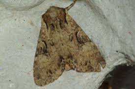 Attēlu rezultāti vaicājumam “Apamea epomidion”