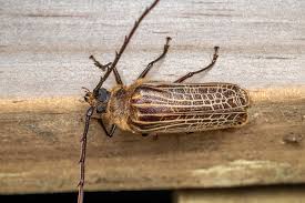 Attēlu rezultāti vaicājumam “Reticularia jurana macro”