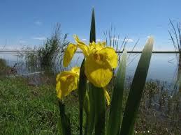 Attēlu rezultāti vaicājumam “Acoraceae”