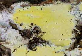 Attēlu rezultāti vaicājumam “Antrodia xantha”