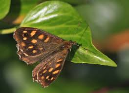 Attēlu rezultāti vaicājumam “Pararge aegeria”