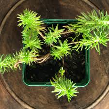 Attēlu rezultāti vaicājumam “Sedum rupestre leaf”