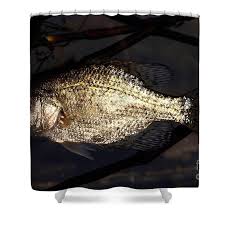 Image result for Pomoxis nigromaculatus