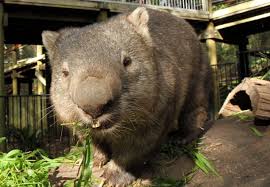 Image result for Clyde Valley Predators