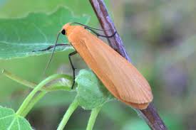 Attēlu rezultāti vaicājumam “Eilema sororcula”