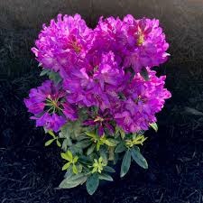 Attēlu rezultāti vaicājumam “rhododendron”