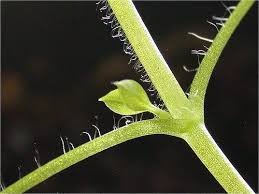 Attēlu rezultāti vaicājumam “Stellaria media bud”