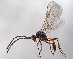 Attēlu rezultāti vaicājumam “Macrosiphoniella millefolii”