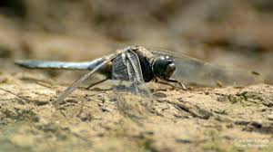 Attēlu rezultāti vaicājumam “Orthetrum cancellatum male”