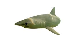 Image result for Sphyrna tiburo