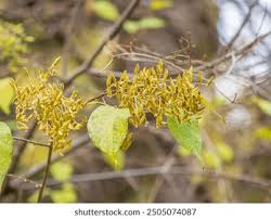 Attēlu rezultāti vaicājumam “Syringa vulgaris fruit”