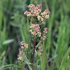 Attēlu rezultāti vaicājumam “Galium boreale leaf”
