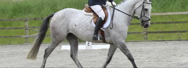 Image result for Huntingdon and District Riding Club