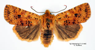 Attēlu rezultāti vaicājumam “Conistra rubiginea”