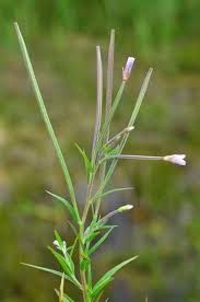 Attēlu rezultāti vaicājumam “Epilobium palustre”