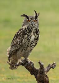 Attēlu rezultāti vaicājumam “Bubo bubo”