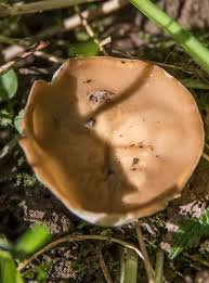 Attēlu rezultāti vaicājumam “Disciotis venosa”