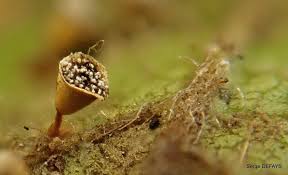 Attēlu rezultāti vaicājumam “Craterium minutum macro”