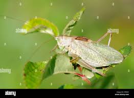 Attēlu rezultāti vaicājumam “Tettigonia cantans”