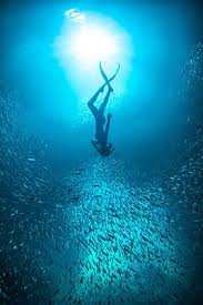 Image result for Scuba Skooling