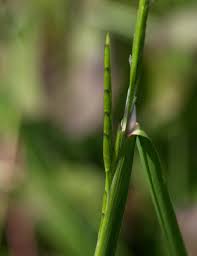Attēlu rezultāti vaicājumam “Glyceria fluitans”