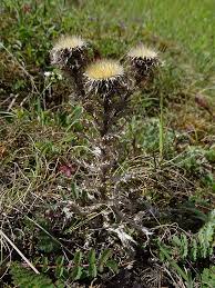 Attēlu rezultāti vaicājumam “Carlina vulgaris”