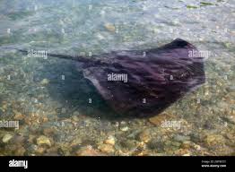 Image result for Bathytoshia brevicaudata