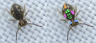 Attēlu rezultāti vaicājumam “Ptenothrix sp.”