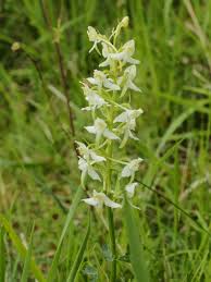 Attēlu rezultāti vaicājumam “Platanthera chlorantha flower”