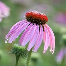 Image result for Echinacea angustifolia