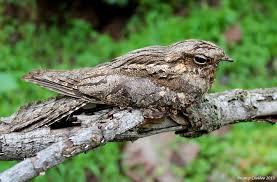 Image result for Caprimulgus europaeus