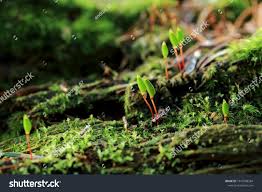 Attēlu rezultāti vaicājumam “Buxbaumia viridis sporophyte”